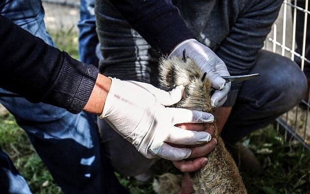 Palestinian veterinarian Fayyaz al-Haddad holds the paw of the lioness "Falestine" while inspecting her claws, at the Rafah Zoo in the southern Gaza Strip on February 12, 2019. (Photo by SAID KHATIB / AFP)