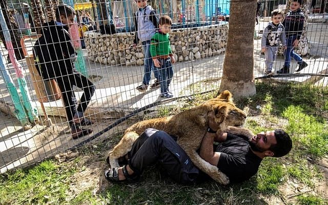 Palestinian zoo worker Mohamed Jumaa plays with the declawed lioness "Falestine" inside a cage at the Rafah Zoo in the southern Gaza Strip on February 12, 2019. (Photo by SAID KHATIB / AFP)