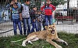 Palestinian children look through the bars of a cage at the declawed lioness "Falestine" at the Rafah Zoo in the southern Gaza Strip on February 12, 2019. (Photo by SAID KHATIB / AFP)