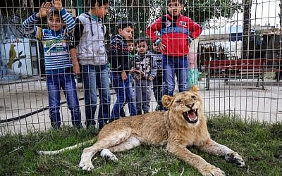 Palestinian children look through the bars of a cage at the declawed lioness "Falestine" at the Rafah Zoo in the southern Gaza Strip on February 12, 2019. (Photo by SAID KHATIB / AFP)