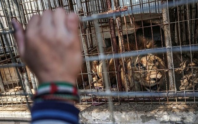 Palestinian children look through the bars of a cage at a lion at the Rafah Zoo in the southern Gaza Strip on February 12, 2019. (Photo by SAID KHATIB / AFP)