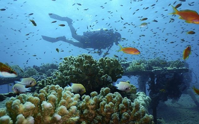 Corals at the Interuniversity Institute for Marine Sciences coral farm in the Red Sea city of Eilat, southern Israel, January 17, 2019. (Interuniversity Institute for Marine Sciences/Dror Komet via AP) Corals at the Interuniversity Institute for Marine Sciences coral farm in the Red Sea city of Eilat, southern Israel, January 17, 2019. (Interuniversity Institute for Marine Sciences/Dror Komet via AP)