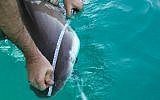 In this Monday, January 21, 2019 photo, a 6 foot (1.8 meter) sandbar shark is measured by researchers from the predator project at the Morris Kahn Marine Research Station established by the University of Haifa in the Mediterranean Sea off the coast of the northern Israeli city of Hadera (AP Photo/Ariel Schalit)