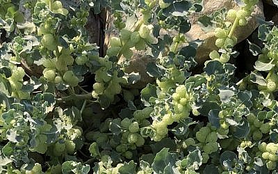 Atriplex holocarpa, also known as Spongy Orache, is an invasive plant originally brought to Israel as an ornamental plant from Australia. Its fruit is encapsulated in strange, spongy, ball-like structures.