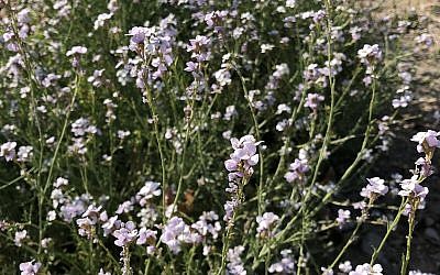 Erucaria hispanica, or Spanish pink mustard, is blooming in all its glory by the Dead Sea, February 22, 2019. (Sue Surkes/Times of Israel)