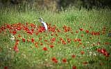 A field of anemone flowers blossoming in Shokeda Forest, in the south of Israel on January 30, 2019. (Dudi Modan/Flash90)