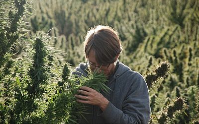 Illustrative: Ziv Genesove smells a cannabis plant in the Rif mountain range. (Courtesy)