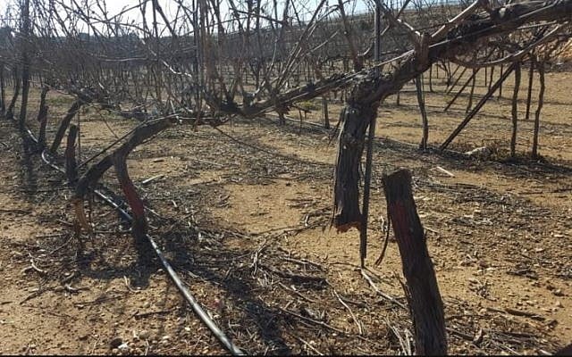 Grapevines chopped down in the Kfar Etzion settleement on February 17, 2018. (Yaron Rosental) Grapevines chopped down in the Kfar Etzion settleement on February 17, 2018. (Yaron Rosental)