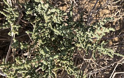 Salsola tetrandra is a salt tolerant plant with scaly leaves.