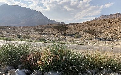 Plants in bloom along Route 90, close to the Ein Gedi kibbutz, February 22, 2019. (Sue Surkes/Times of Israel)