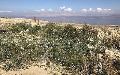 General view of road-side plants with the Dead Sea in the background, Ein Gedi, February 22, 2019. (Sue Surkes/Times of Israel)