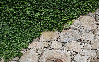 Ivy climbing up an old stone wall (AlexZaitsev; iStock by Getty Images)
