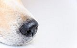 Illustrative. A dog's nose. (Keyshort; iStock by Getty Images)