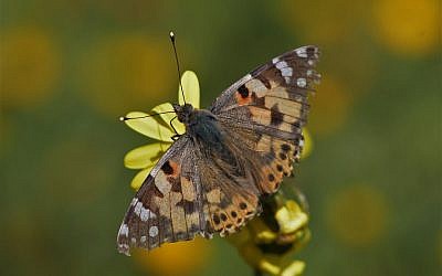A Vanessa cardui butterfly, one of some 10 million to cross into Israel on March 21, 2019 ( Yaniv Levi/ Israel Nature and Parks Authority )