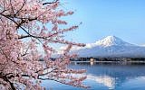 Illustrative image of a cherry blossom tree near Mount Fuji in Japan (Phattana; iStock by Getty Images)