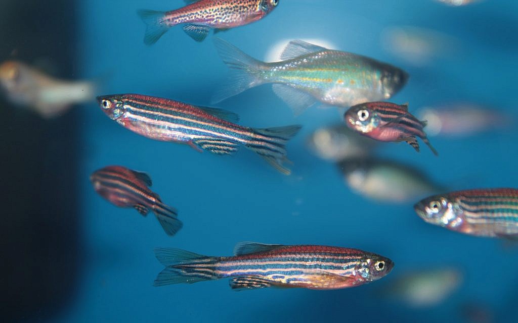 Fish embryos decide when they want to be born, Israeli researchers find