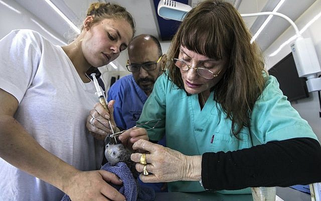 An African grey parrot, is treated by Israeli veterinarians Shlomit Levy, right, and Ofer Zadok center, from an Israeli wildlife organization, at the Erez crossing on the Israel--Gaza border, Tuesday, March 19, 2019. (AP Photo/Tsafrir Abayov)