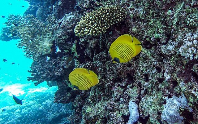 A photo taken on April 4, 2019 shows fish swimming off the coast of Egypt's Red Sea resort of Hurghada. (Mohamed el-Shahed / AFP)
