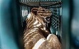 A sedated lioness is pictured in a cage at a zoo in Rafah in the southern Gaza Strip, during the evacuation by members of the international animal welfare charity 'Four Paws' of animals from the Palestinian enclave to relocate to sanctuaries in Jordan, on April 7, 2019. (SAID KHATIB / AFP)