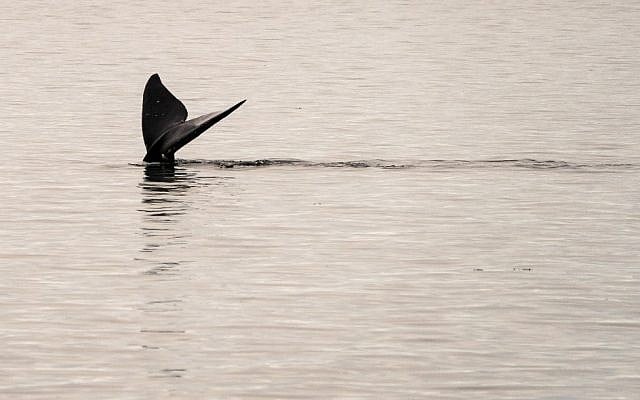 A North Atlantic right whale swims in the waters of Cape Cod Bay April 14, 2019 near Provincetown, Massachusetts. (Don Emmert / AFP) A North Atlantic right whale swims in the waters of Cape Cod Bay April 14, 2019 near Provincetown, Massachusetts. (Don Emmert / AFP)