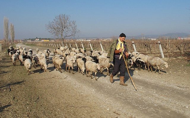 A shepherd herds sheep near the village of Ishakcelebi near the western city of Manisa, Turkey, December 28, 2011. (AP Photo/Selcan Hacaoglu) A shepherd herds sheep near the village of Ishakcelebi near the western city of Manisa, Turkey, December 28, 2011. (AP Photo/Selcan Hacaoglu)