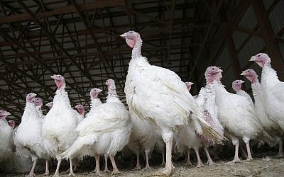 Illustrative: Turkeys at a farm in New Jersey in November 2018 (AP Photo/Seth Wenig) Illustrative: Turkeys at a farm in New Jersey in November 2018 (AP Photo/Seth Wenig)