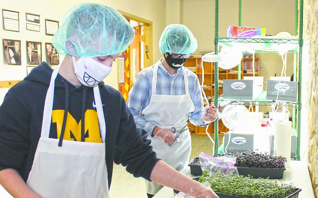 Avi Gilbert, left, and Menachem Simon harvest microgreen crops at Hillel Academy Jewish day school of Dayton, Ohio, March 7, 2019. (Marshall Weiss/Dayton Jewish Observer)