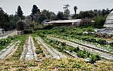Part of the organic farm at Hadassah Meir-Shfeyah youth village. (Times of Israel)
