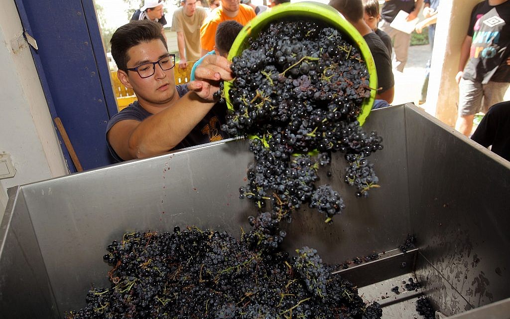 Students work in the winery at the Hadassah-Meir Shfeyah youth village. (Courtesy Hadassah/David Silverman) Students work in the winery at the Hadassah-Meir Shfeyah youth village. (Courtesy Hadassah/David Silverman)