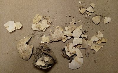 Remnants of 2,600-year-old chicken eggs discovered in the City of David by Dr. Eilat Mazar. (Bar-Ilan University)
