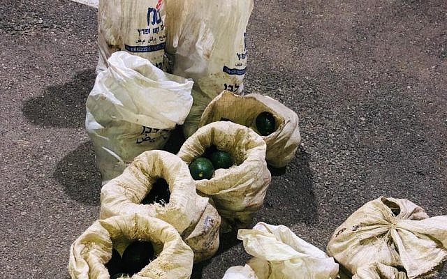 Avocados suspected of being stolen in the Jordan Valley, April 2019. (Israel Police) Avocados suspected of being stolen in the Jordan Valley, April 2019. (Israel Police)