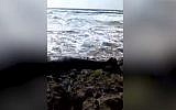 A beached whale on Haifa's Dor Beach on April 22, 2019 (YouTube screenshot)