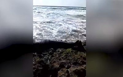 A beached whale on Haifa's Dor Beach on April 22, 2019 (YouTube screenshot)