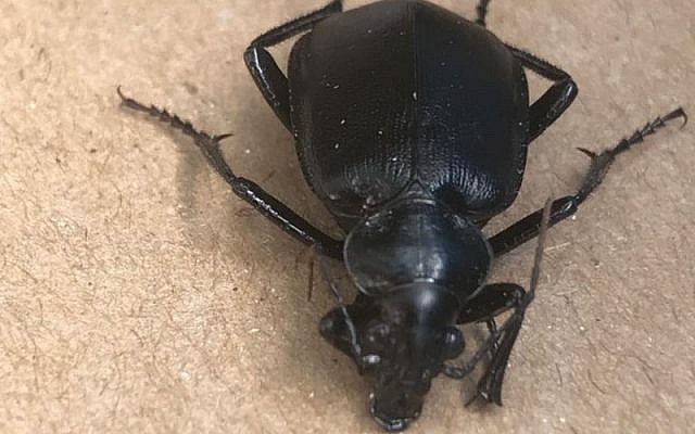The Calosoma olivieri beetle. (Dr. Uri Shalom, Ministry of Environmental Protection)