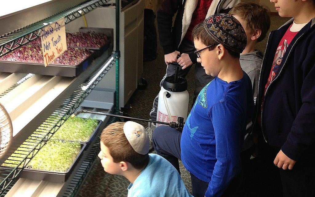 Hillel Academy of Greater Dayton, Ohio students water microgreen crops. (Hillel Academy)