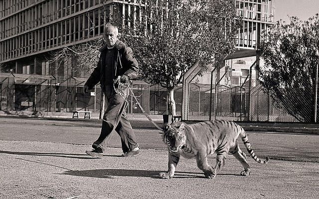 Head Tel Aviv zookeeper Johnny Zusia walking a tiger in the streets of Tel Aviv. (Courtesy Collection of Meitar Boris Carmi)