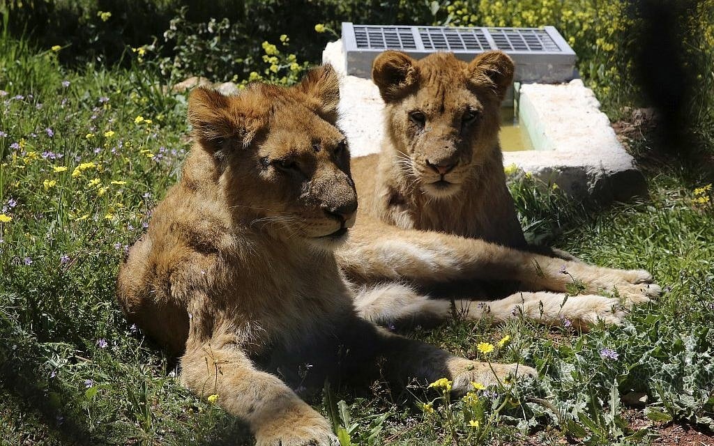 Lionesses rest in an enclosure on April 10, 2019, at the Al Ma'wa For Nature and Wildlife in Jerash, Jordan. (Khalil MAZRAAWI / AFP) Lionesses rest in an enclosure on April 10, 2019, at the Al Ma'wa For Nature and Wildlife in Jerash, Jordan. (Khalil MAZRAAWI / AFP)