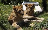 Lionesses rest in an enclosure on April 10, 2019, at the Al Ma'wa For Nature and Wildlife in Jerash, Jordan. (Khalil MAZRAAWI / AFP)