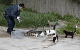 A Jerusalem municipal veterinary center employee attempts to lure stray cats into a cage with food so that they can be sterilized, March 7, 2019. (MENAHEM KAHANA/AFP)
