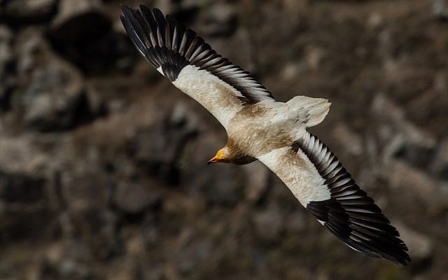 An Egyptian vulture in flight over the Gamla nature reserve on the Israeli Golan, May 2013. (Wikipedia/Вых Пыхманн/CC BY-SA)