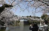 A couple takes photos around Odawara Castle, southwest of Tokyo, Japan, during the blooming of the cherry blossoms, March 31, 2018. (AP Photo/Koji Sasahara)