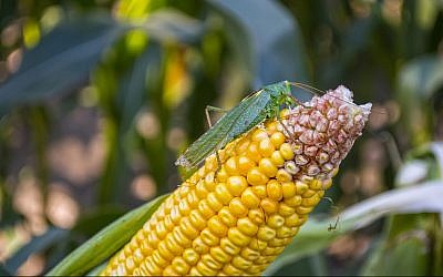 Illustrative: Locust eating corn crops (Oleksandr Yuchynskyi, Getty Images)