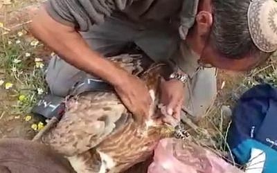 A poisoned vulture is treated after being poisoned in the Golan Heights, May 10, 2019 YouTube screenshot) A poisoned vulture is treated after being poisoned in the Golan Heights, May 10, 2019 YouTube screenshot)