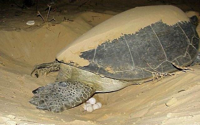 Illustrative - A sea turtle laying eggs on the beach. (Yaniv Levy, Israel National Parks Authority) Illustrative - A sea turtle laying eggs on the beach. (Yaniv Levy, Israel National Parks Authority)