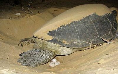 Illustrative - A sea turtle laying eggs on the beach. (Yaniv Levy, Israel National Parks Authority)