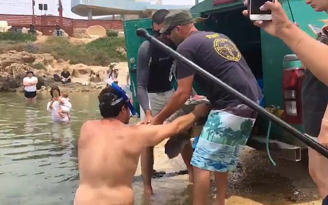 Members of Israel's Sea Turtle Rescue Center release an injured, pregnant turtle on May 26, 2019, after it was rescued on May 23, while in distress far from shore. (Channel 11 screen capture) Members of Israel's Sea Turtle Rescue Center release an injured, pregnant turtle on May 26, 2019, after it was rescued on May 23, while in distress far from shore. (Channel 11 screen capture)