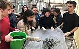 Students at Herzliya Hebrew Gymnasium high school in Tel Aviv producing spirulina. (Courtesy - JustSpirulina.org )