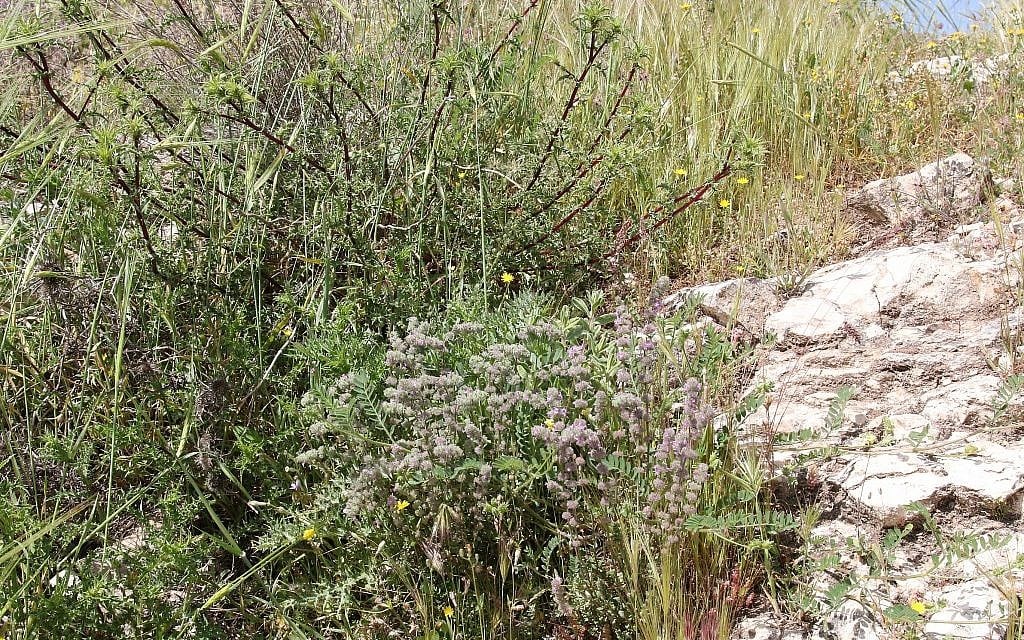 Jerusalem's Squill Hill in the spring, named for the white squill plants that bloom at the end of the summer. (Shmuel Bar-Am)