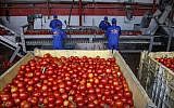 Palestinians sort tomatoes on a conveyor belt at a tomato paste plant in Jabalia in the northern Gaza Strip, on June 17, 2019. (MOHAMMED ABED/AFP)