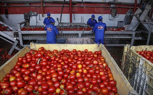 Palestinians sort tomatoes on a conveyor belt at a tomato paste plant in Jabalia in the northern Gaza Strip, on June 17, 2019. (MOHAMMED ABED/AFP) Palestinians sort tomatoes on a conveyor belt at a tomato paste plant in Jabalia in the northern Gaza Strip, on June 17, 2019. (MOHAMMED ABED/AFP)